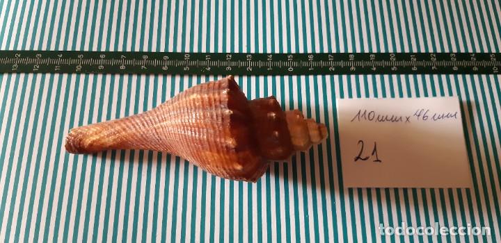 Coleccionismo de moluscos: CARACOLA. - Foto 2