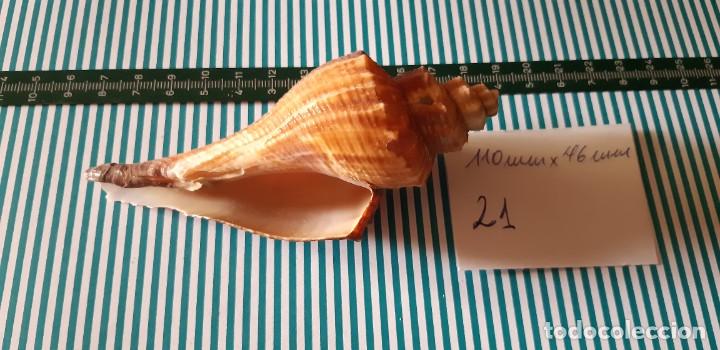 Coleccionismo de moluscos: CARACOLA. - Foto 3