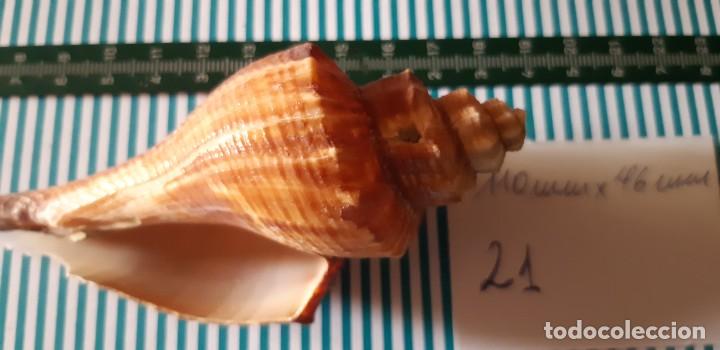 Coleccionismo de moluscos: CARACOLA. - Foto 4
