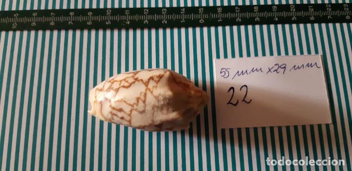 Coleccionismo de moluscos: CARACOLA. - Foto 1