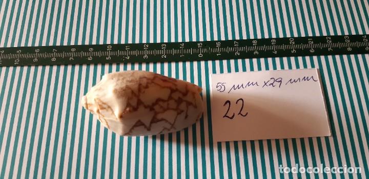 Coleccionismo de moluscos: CARACOLA. - Foto 2