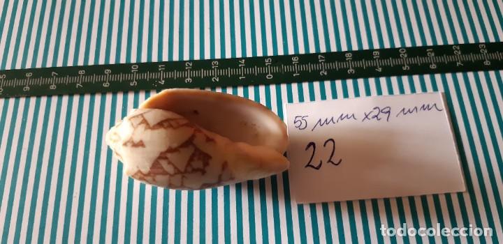 Coleccionismo de moluscos: CARACOLA. - Foto 3