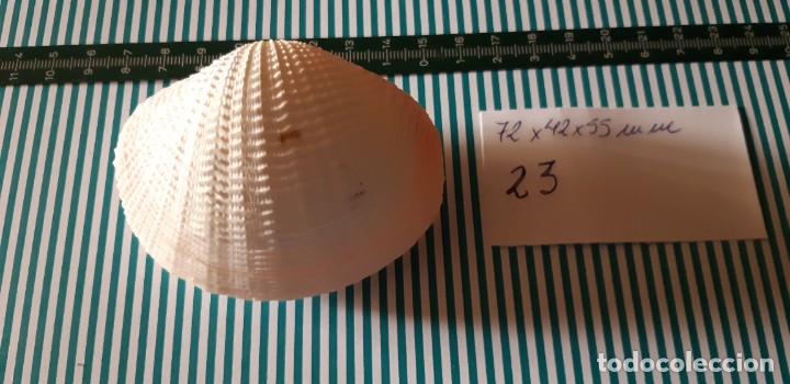 Coleccionismo de moluscos: CARACOLA. - Foto 1
