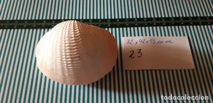 Coleccionismo de moluscos: CARACOLA. - Foto 2