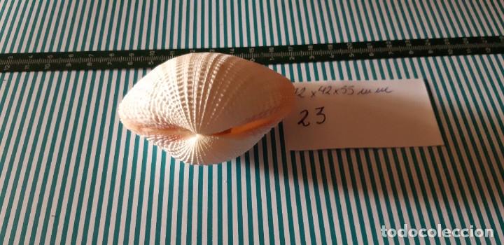 Coleccionismo de moluscos: CARACOLA. - Foto 3