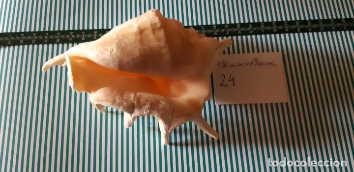 Coleccionismo de moluscos: CARACOLA. - Foto 3