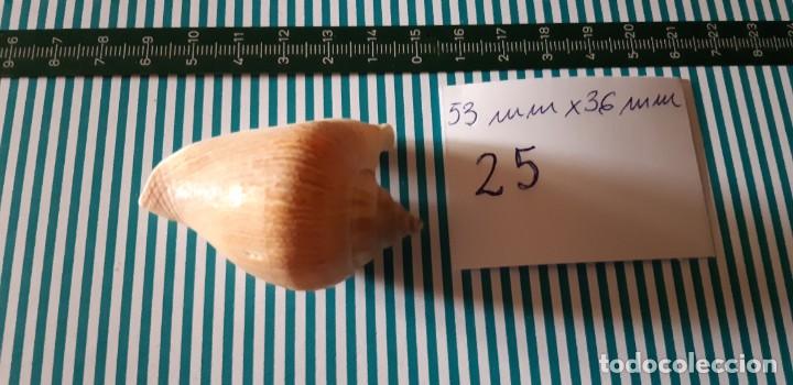 Coleccionismo de moluscos: CARACOLA. - Foto 1