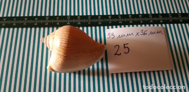 Coleccionismo de moluscos: CARACOLA. - Foto 2