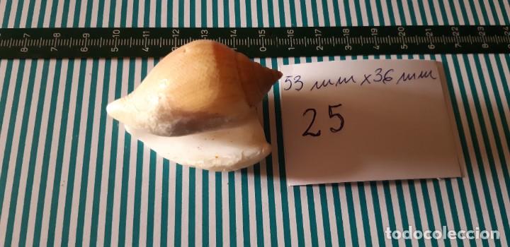 Coleccionismo de moluscos: CARACOLA. - Foto 3
