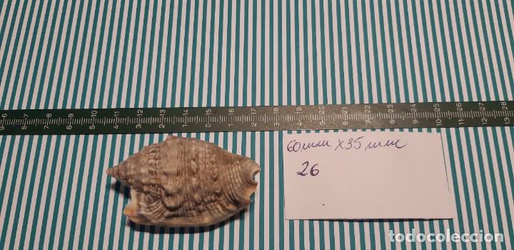 Coleccionismo de moluscos: CARACOLA. - Foto 1