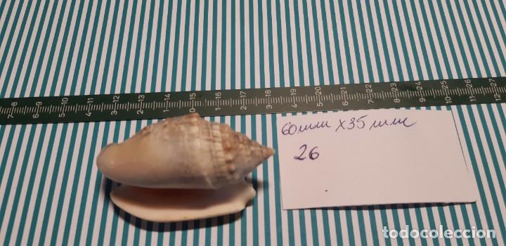 Coleccionismo de moluscos: CARACOLA. - Foto 2