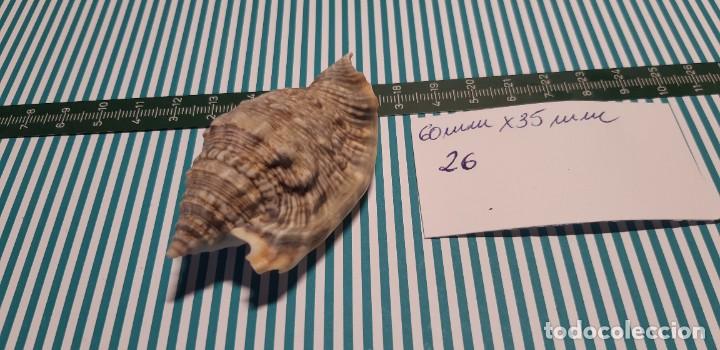 Coleccionismo de moluscos: CARACOLA. - Foto 3