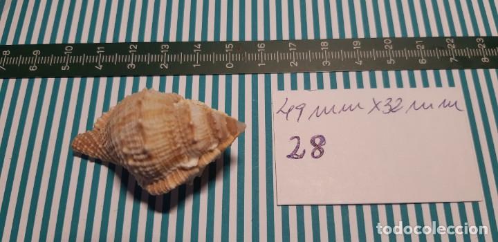 Coleccionismo de moluscos: CARACOLA. - Foto 1