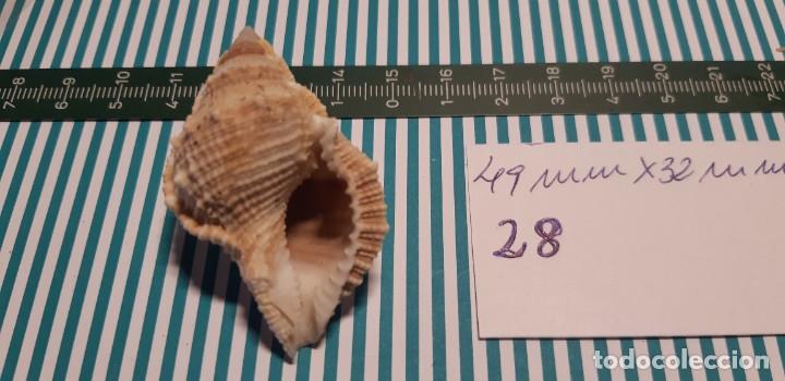 Coleccionismo de moluscos: CARACOLA. - Foto 2