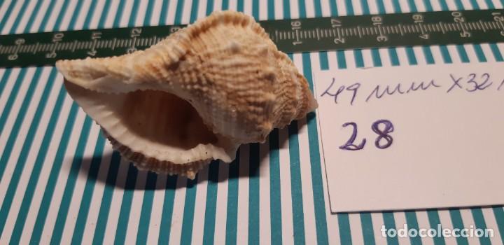 Coleccionismo de moluscos: CARACOLA. - Foto 3