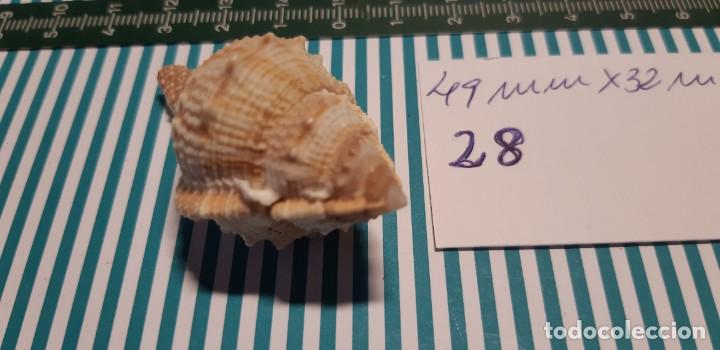Coleccionismo de moluscos: CARACOLA. - Foto 4