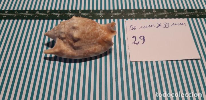 Coleccionismo de moluscos: CARACOLA. - Foto 1