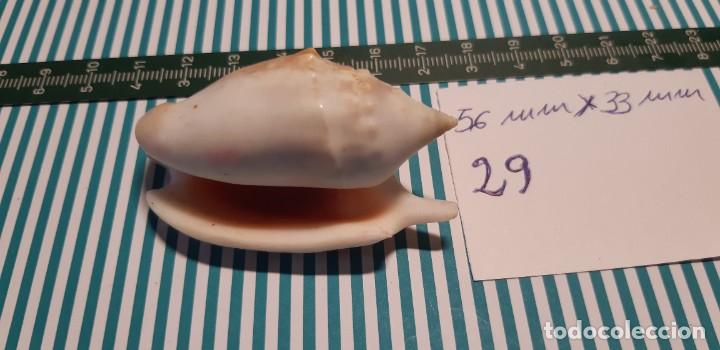 Coleccionismo de moluscos: CARACOLA. - Foto 2
