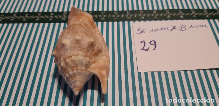 Coleccionismo de moluscos: CARACOLA. - Foto 3