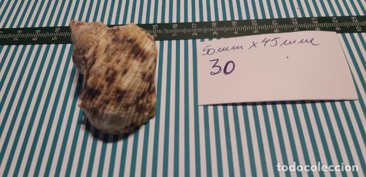 Coleccionismo de moluscos: CARACOLA. - Foto 1