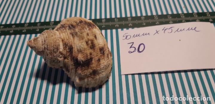 Coleccionismo de moluscos: CARACOLA. - Foto 2