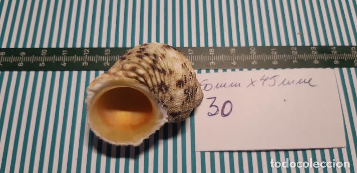 Coleccionismo de moluscos: CARACOLA. - Foto 3