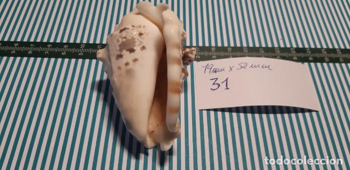 Coleccionismo de moluscos: CARACOLA. - Foto 3