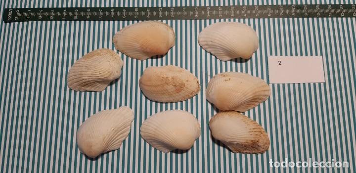 Coleccionismo de moluscos: LOTE DE CONCHAS - Foto 1