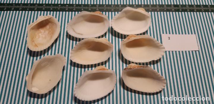 Coleccionismo de moluscos: LOTE DE CONCHAS - Foto 2