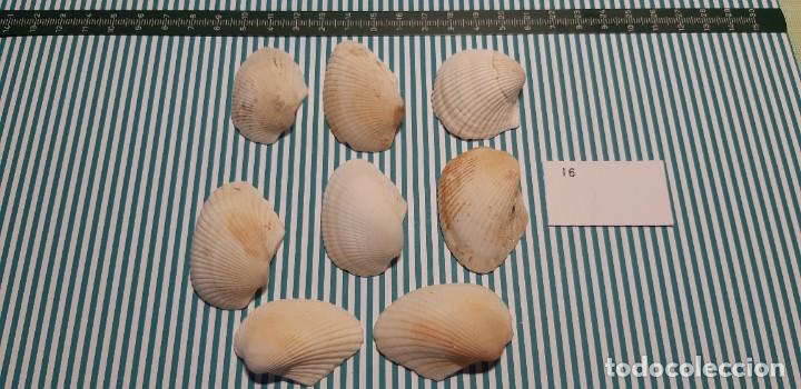 Coleccionismo de moluscos: LOTE DE CONCHAS - Foto 1