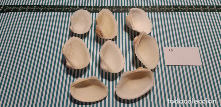 Coleccionismo de moluscos: LOTE DE CONCHAS - Foto 2
