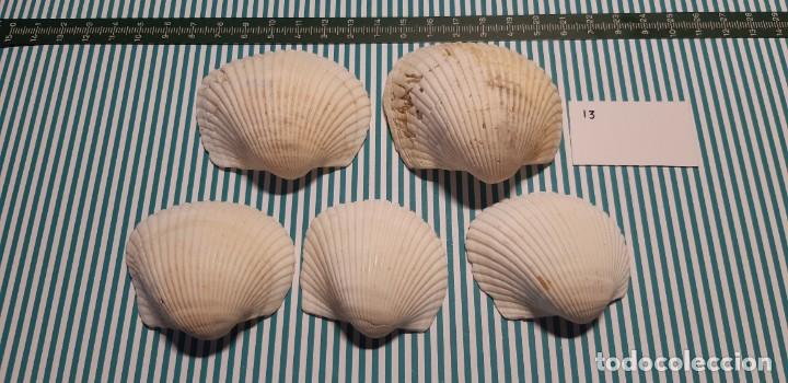Coleccionismo de moluscos: LOTE DE CONCHAS - Foto 1