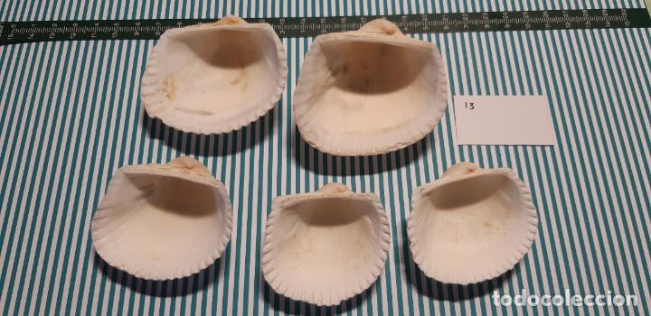 Coleccionismo de moluscos: LOTE DE CONCHAS - Foto 2