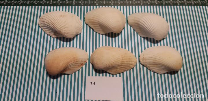 Coleccionismo de moluscos: LOTE DE CONCHAS - Foto 1