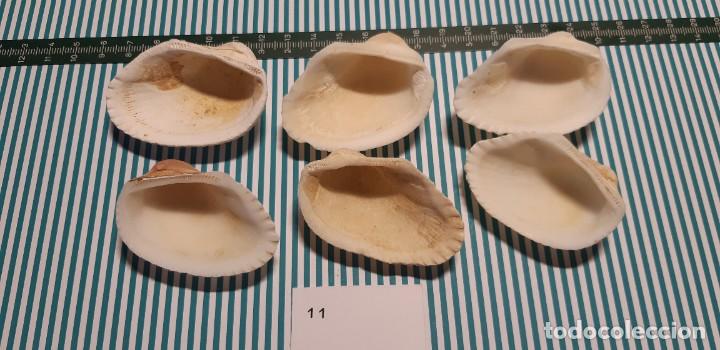 Coleccionismo de moluscos: LOTE DE CONCHAS - Foto 2