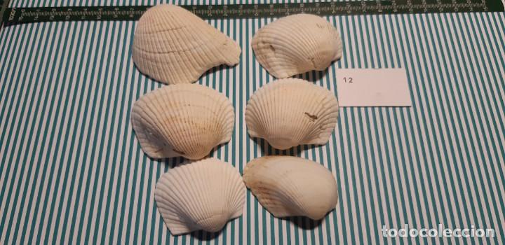Coleccionismo de moluscos: LOTE DE CONCHAS - Foto 1