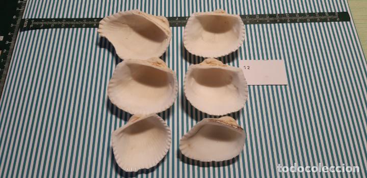 Coleccionismo de moluscos: LOTE DE CONCHAS - Foto 2