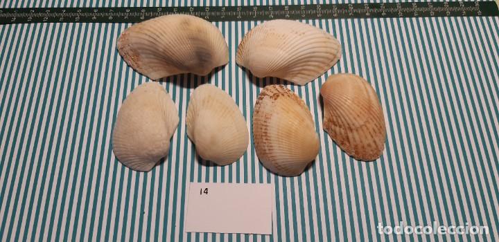 Coleccionismo de moluscos: LOTE DE CONCHAS - Foto 1