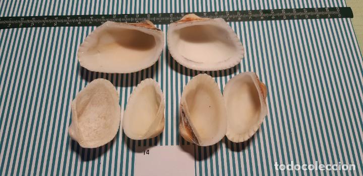 Coleccionismo de moluscos: LOTE DE CONCHAS - Foto 2