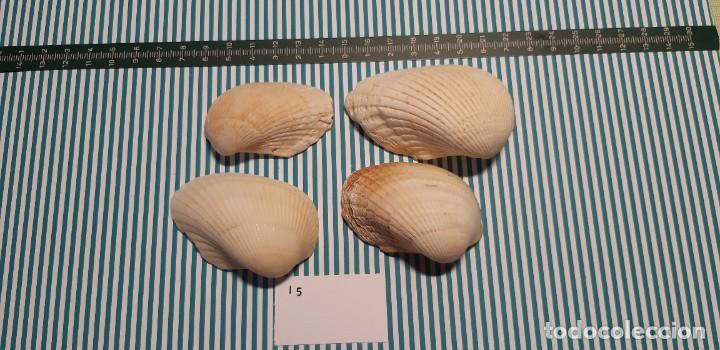 Coleccionismo de moluscos: LOTE DE CONCHAS - Foto 1