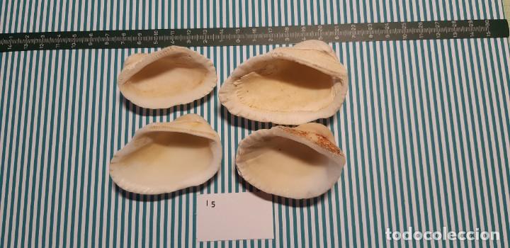 Coleccionismo de moluscos: LOTE DE CONCHAS - Foto 2