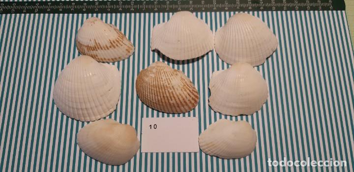 Coleccionismo de moluscos: LOTE DE CONCHAS - Foto 1