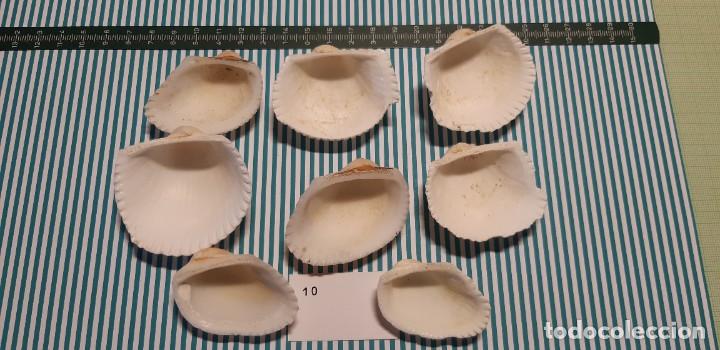 Coleccionismo de moluscos: LOTE DE CONCHAS - Foto 2