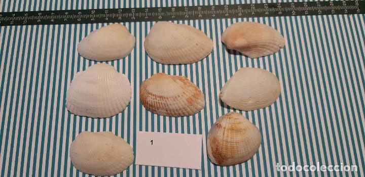 Coleccionismo de moluscos: LOTE DE CONCHAS - Foto 1