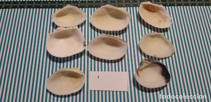 Coleccionismo de moluscos: LOTE DE CONCHAS - Foto 2