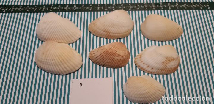 Coleccionismo de moluscos: LOTE DE CONCHAS - Foto 1