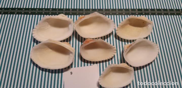 Coleccionismo de moluscos: LOTE DE CONCHAS - Foto 2