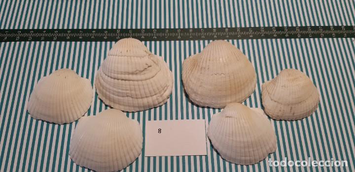 Coleccionismo de moluscos: LOTE DE CONCHAS - Foto 1