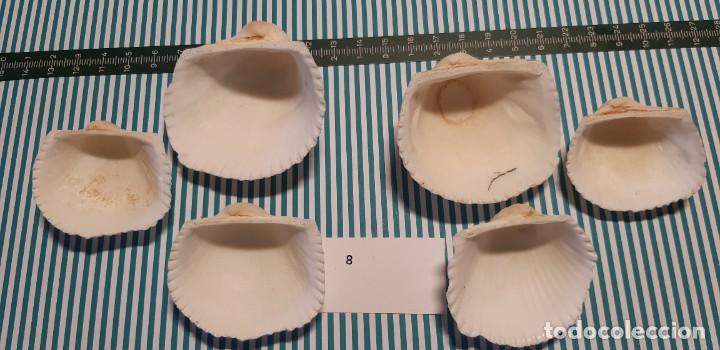 Coleccionismo de moluscos: LOTE DE CONCHAS - Foto 2