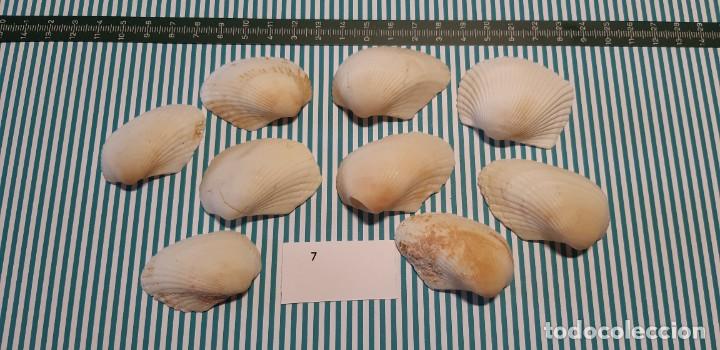 Coleccionismo de moluscos: LOTE DE CONCHAS - Foto 1